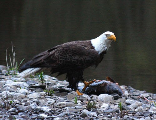 Amazon | Opteka 500mm f/8 HDプリセット望遠レンズ Canon EOS 80D